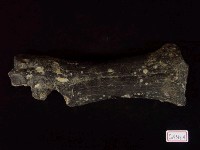 藏品(牛肢骨化石)的圖片